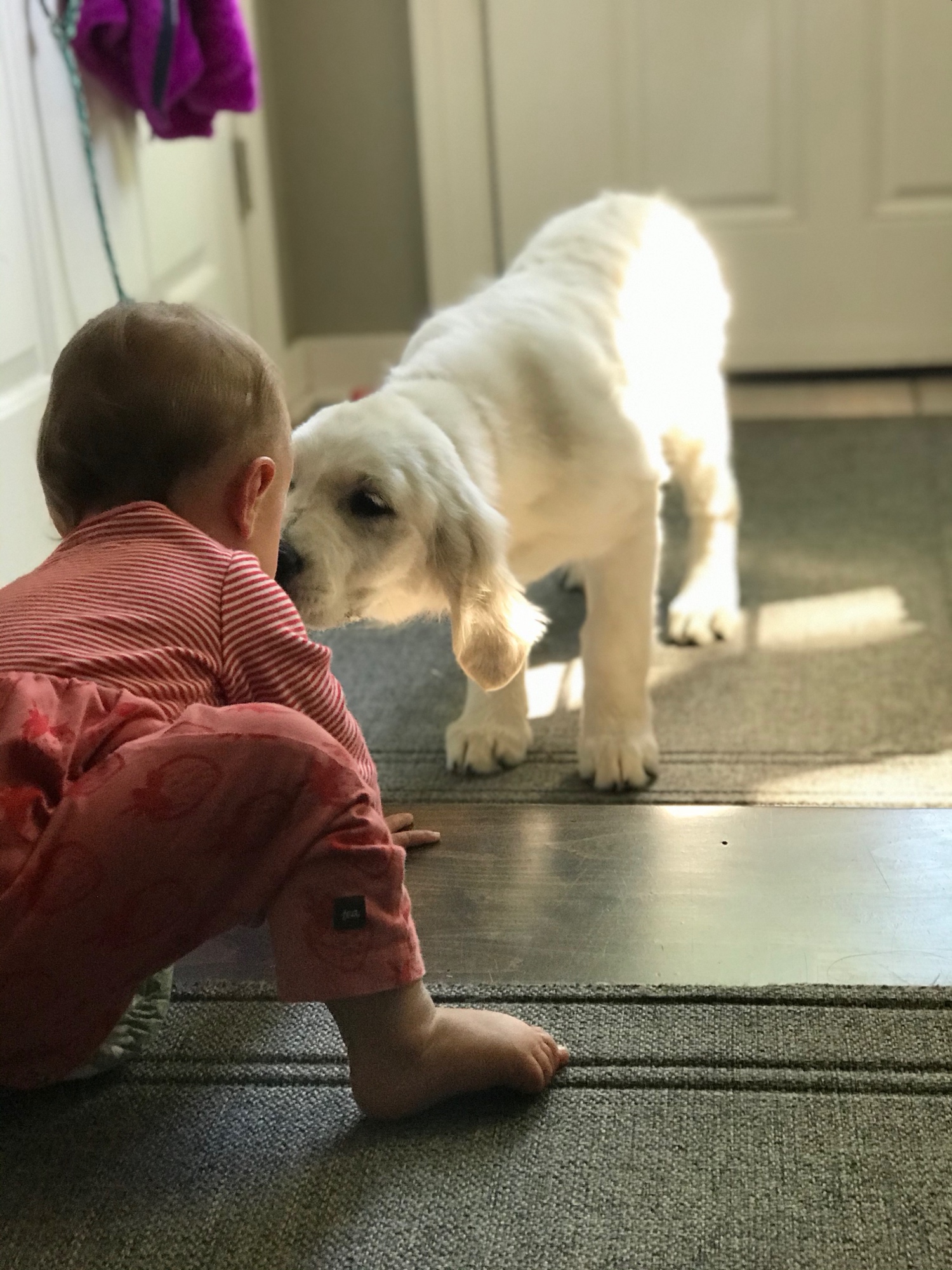 Andi as a puppy, gently meeting a small child