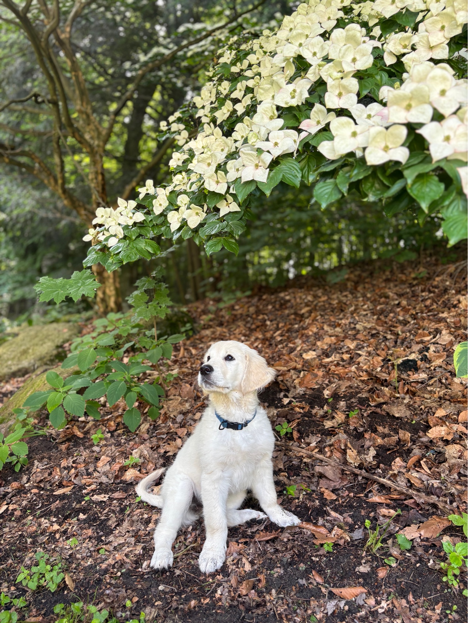 Cam, our foundation English Cream Golden Retriever girl, beneath a flowering dogwood tree