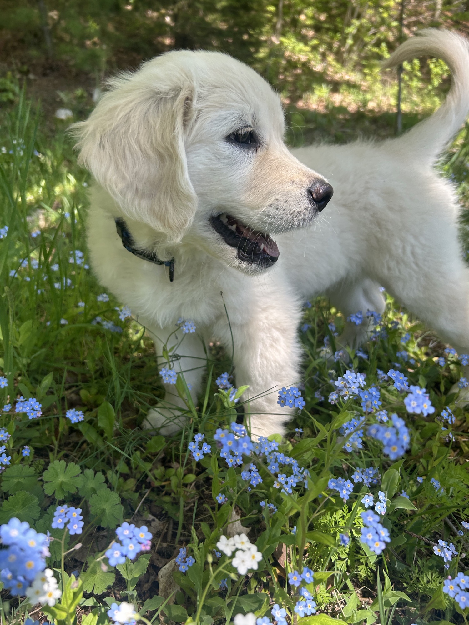 Cam standing among forget-me-not flowers