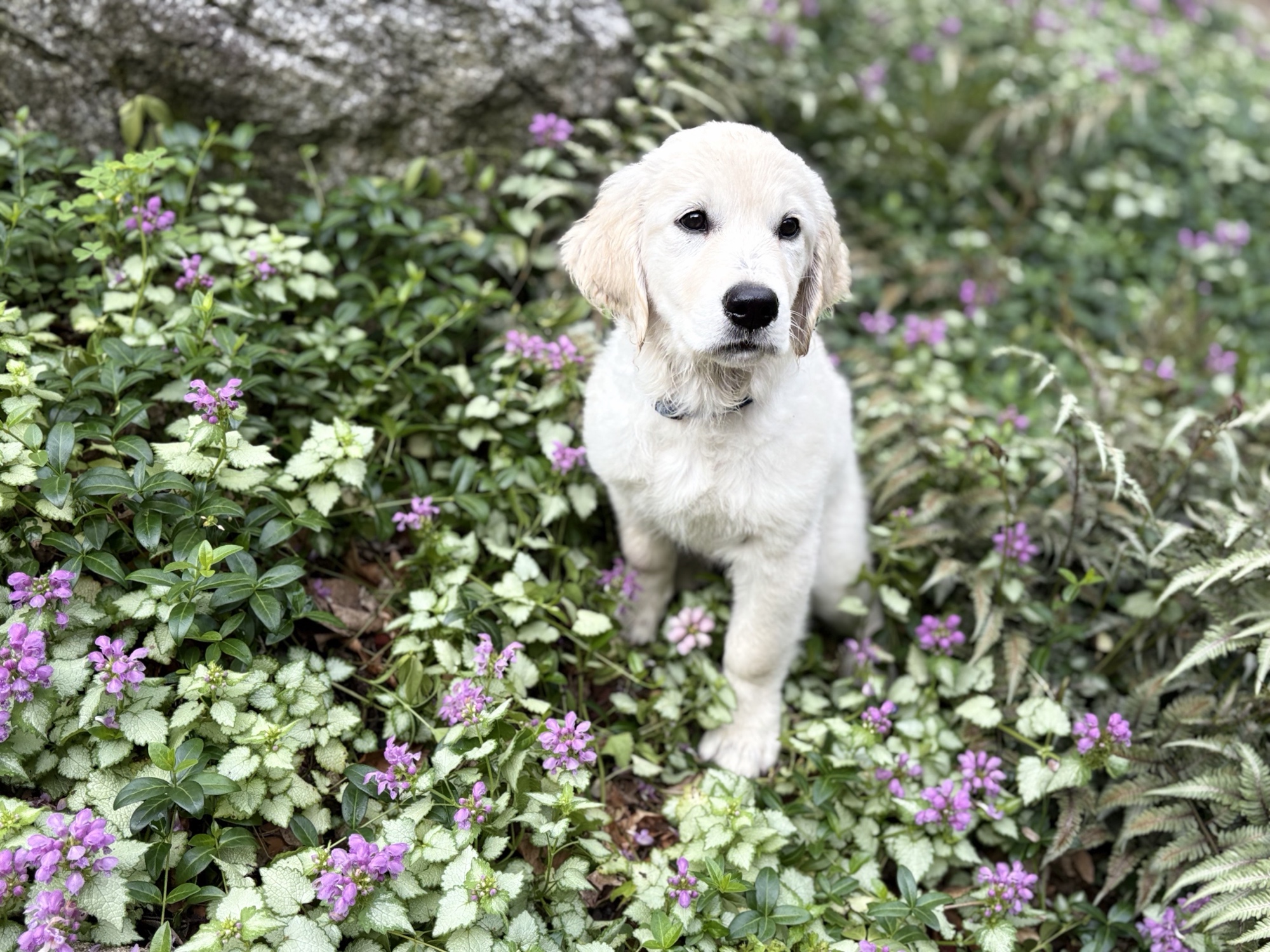 Cam sitting in a bed of purple wildflowers